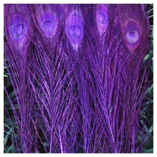 1 шт. Фиолетовый цвет. Перья павлина 25-30 см